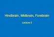 Hindbrain, Midbrain, Forebrain jfkihlstrom/IntroductionWeb...آ  2018-02-14آ  â€¢ Midbrain (Mesencephalon)