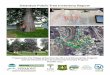 Swanton Public Tree Inventory Report - University of Vermont...sequestering carbon dioxide, enhancing property values, and improving the aesthetics of the community. The 449 public