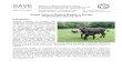 Added Value of Donkey Breeds in Europe Project Report ... · SAVE f o u n d a t i o n Safeguard for Agricultural Varieties in Europe Sicherung der landwirtschaftlichen ArtenVielfalt