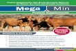 Protein Supplements - Ag Solutions€¦ · Protein and Mineral supplementation for cattle and sheep ... an effective Dry Feed supplement In replicated University Trials, MegaMin Mineral