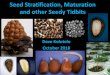Seed Stratification, Maturation and other Seedy Tidbits · , quantity, time, # individual tree collections make germination tests ‘unrealistic’ • Operational seedlots have germination