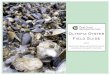 Olympia Oyster Field Guide - Skagit MRC (print version) 2.pdf · important part of our intertidal heritage is still present – even in low numbers. Olympia oysters have a rich and