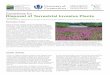 Guidelines for Disposal of Terrestrial Invasive Plants€¦ · herbaceous (non-Woody) pLants See next page for information about the disposal of invasive grasses. Method Description