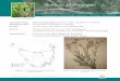 Senecio psilocarpus listing statement · Senecio psilocarpus was listed as endangered on Schedules of the Threatened Species Protection Act 1995 in 2011, meeting the criterion B for