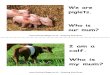 baby farm animal flashcards · 2014-11-20 · Title: baby_farm_animal_flashcards Author: Capital1 Created Date: 8/10/2013 12:22:50 AM