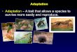 Adaptation – A trait that allows a species to survive more ......Adaptation • Adaptation – A trait that allows a species to survive more easily and reproduce. Adaptation of Beaks