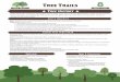 Tree Trails 8 - Texas A&M Forest Service · 4. Connect a tree(s)’s historic life span to ties with people and events. 5. Create and present a timeline of the tree’s history that