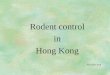 Rodent control Hong Kong - icidportal.ha.org.hk Calendar/137... · Rat-flea Index >1 : potential dangerous situation with respect to increased plague risk for humans . No. of rat