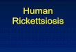 Human Rickettsiosis€¦ · flies /ticks and mites • Humans are dead end hosts. Rickettsiosis • One of the undiagnosed febrile illness due to lack of awareness and difficulties
