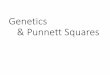 Genetics & Punnett Squares - Biology by Napier€¦ · Genetics & Punnett Squares. Terms to know! •Homozygous- contains 2 identical alleles for the same trait, AA, BB, cc •Heterozygous-