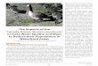 The Impacts of the Canada Goose (Branta canadensis) on ......on Lake Water Quality and Ways to Reduce their Populations in Waterfront Areas Dr. Jennifer Jermalowicz-Jones, ML&SA Science