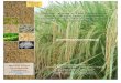 Kharif- Basmati Acreage & Yield Estimation in Punjab ... · production. India also produces some of the finest aromatic rice. Out of >7 million tonnes ... Shamli, Pilibhit, Rampur,