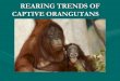 REARING TRENDS OF CAPTIVE ORANGUTANS · orangutans do not receive a normal, species specific infancy which can lead to behavioral problems in the future. Socio-sexual development