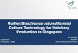 Culture Technology for Hatchery Production in Singaporeaquasg.com/assets/xu-qunying_aquasg18-rotifer-re... · 2019-09-25 · Indoor batch culture RAS continuous culture Volume: 1200