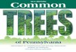 Introduction - Pennsylvania Envirothon...i Introduction The trees of “Penn's Woods”—the translation of our state's Latin name—have supported people in what is now Pennsylvania