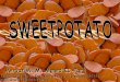 Mervat M. M. Ahmed EL-Far - Sweetpotato Knowledge Portal · used to treat ulcers and inflamed colon conditions. It has long been used to improve against anemia, constipation, diarrhea,
