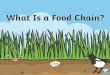 What Is a Food Chain?d6vsczyu1rky0.cloudfront.net/38206_b/wp-content/uploads/...A food chain shows how animals depend on other plants and animals for their food and survival. What
