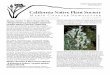 California Native Plant Society - CNPS MarinMarin Chapter Newsletter October–December 2010 Volume 18 Number 7 California Native Plant Society Tiburon Mariposa Lily (Calochortus tiburonensis)
