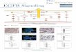 費GeneTex EGFR Signaling - LubioScience GmbH · 2019-02-28 · @主itation 啞巴port ~~. KO/KD Valid蜘n 0 Orthogonal Val岫 EGFR (phospho Tyr992) antibody (GTX133429)。 EGFR (phospho
