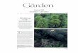 January 2005 Circulation – 3.95 million - Wollemi Pine Garden 4pg 01-05.pdf · 2006-05-03 · closest living relative is perhaps Agathis australis but W. nobilis has more in common