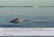 Effects on harbour porpoises from Rødsand 2 Off-shore ... · Jacob Carstensen Aarhus University, Department of Bioscience Scientiﬁ c Report from DCE – Danish Centre for Environment