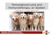 Hemangiosarcoma and Immunotherapy, an Update · Hemangiosarcoma and Immunotherapy, an Update ... • Fluid Analysis – Hemorrhagic, non-clotting, 25% contain sarcoma cells – rarely