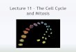 Lecture 11 – The Cell Cycle and Mitosis€¦ · Controlling the cell cycle •The sequential events of the cell cycle are directed by a distinct cell cycle control system, which