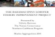 THE BAHAMAS SPINY LOBSTER FISHERY ......Bahamas. Primary market base is the European Union (30%) and United States (60%). Approximately 5 millions pounds of lobster tails is exported