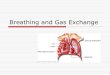 Breathing and Gas Exchange · 2020-02-02 · Breathing and Gas Exchange . Breathing and Respiration Respiration is the oxidation of glucose Breathing is the exchange of gasses in