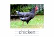 chicken...Author 教育出版株式会社 Created Date 10/11/2016 1:04:42 AM