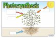 €¦ · Photosynthesis Posters Author: Mark and Helen Warner Subject: Teaching Ideas () Created Date: 20140919121214Z 