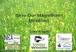 Save Our Magnificent Meadows - All-Ireland Pollinator Plan · Guardians The word stewardship still means something here Low input/output farming still survives here –why? •traditional