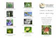 What’s In Bloom? March -April-May - New Jersey Audubon...What’s In Bloom? March -April-May At Scherman Hoffman Wildlife Sanctuary 11 Hardscrabble Rd. Bernardsville, NJ 908 –396-7409