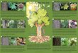 Sweetgum Tulip Poplar The Need to Know: How Trees Grow Chris Evans · Chris Evans Chris Evans (Liriodendron tulipifera) Hickory trees have compound leaves (many leaflets on one stem)