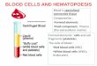 BLOOD CELLS AND HEMATOPOESIS - medicinebau.com€¦ · blood cells and 99% of the cells in the lymph. These lymphocytes continually circulate in the blood and lymph and are capable