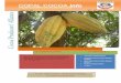 Issue o. 332 20 – 24 April 2009 Cocoa Producers' Alliance In …. 332.pdf · 2020-01-11 · Chocolate is made from cacao beans that grow on the cacao trees. Thus, its health benefit
