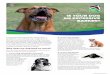 IS YOUR DOG AN EXCESSIVE BARKER? · dog may tend to try harder to get noticed in the early stages of this training. ... A caution regarding anti-barking collars Anti-barking collars