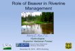 Role of Beaver in Riverine Management - Lake Superior€¦ · 20/12/2018  · Impacts of Beaver on Riverine Corridor Morphology (Pollock et al. 2014) (Cluer and Thorne 2012) “Even
