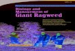 Biology and Management of Giant Ragweed · giant ragweed problems because buried seed may escape predation. Additionally, because of giant ragweed’s large seed, it is not uncommon