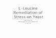 L-Leucine Remediation of Stress on Yeast science... · 6. 0.1 mL of cell culture was then added to the test tubes, yielding a ﬁnal volume of 10 mL and a cell density of approximately