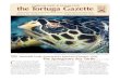 the Tortuga Gazette...by M. A. Cohen C ritically endangered through-out its range, the hawksbill turtle (Eretmochelys imbricata) is one of seven marine turtle species belonging to
