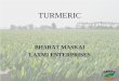 TURMERIC - World Spice Congressworldspicecongress.com/uploads/files/11/WSC10TOPIC06.pdf · TURMERIC Curcuma (Cúr-cu-ma) is a genus of about 80 accepted species in the plant family