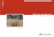 Eragrostis curvula - QUT · 2020-02-29 · 4 Invasive plant risk assessment: African lovegrass ragrostis curvula Summary African lovegrass (Eragrostis curvula) is a morphologically