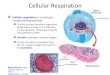 Cellular Respiration - Biologywslijk.weebly.com/uploads/8/9/7/2/8972597/cellular_respiration2.pdf · Cellular Respiration Cellular respiration is a catabolic, energy-yielding pathway