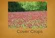 Cover Crops - Sustainable Agriculture · 2017-12-04 · crops crops, for example: mix red clover with winter rye to hold a field over winter . To add organic matter... Choose a cover