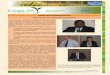 West and Central Africa · ECOWAS-WAEMU harmonization initiative implemented by IFDC-MIR Plus, the CPAC-CEMAC common initiative, and regulatory initiatives and related activities