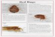 PowerPoint Presentation - Chemica...or viruses (pathogens). Reactions to bed bug bites vary among individuals. Many victims show no signs of bites. Others don't realize they've been