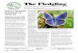 The Fledgling - Southern Adirondack Audubon Society · 2016-05-31 · the Saratoga Sandplains Eco-system" on Wednesday, June 22, as part of the monthly program of the Southern Adirondack