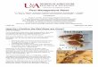 Pest Management News - uaex.edu · Observing no bed bug activity for 60 days (with appropriate monitoring and inspection) is generally accepted as proof of elimination. Bed bug activity