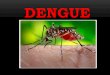 DENGUE - CHRIST (Deemed to be University), Bengaluru · SYMPTOMS OF DENGUE FEVER 3. Pain behind the eyes ... Dengue becomes infective to mosquitoes 6 to 12 hours before the onset